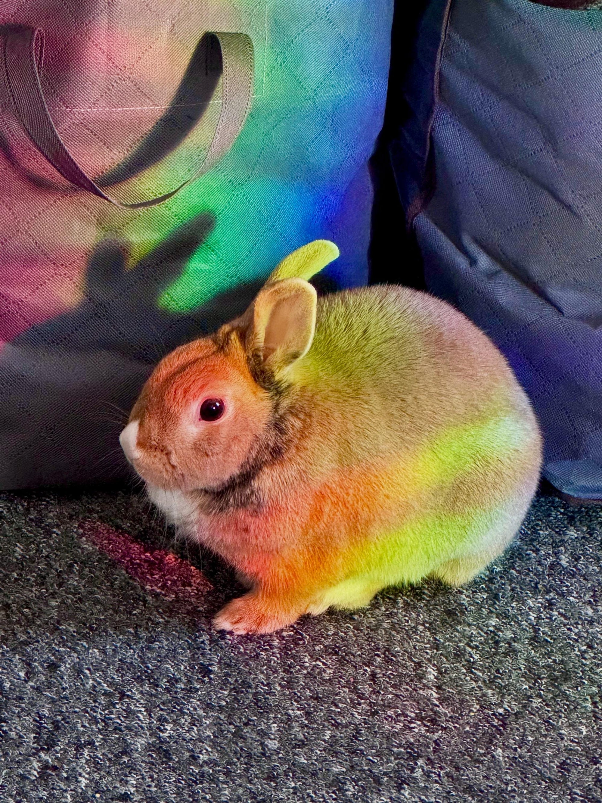 rabbit suncatcher the buns kawaii bunny butt and face window rainbow decal