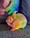 rabbit suncatcher the buns kawaii bunny butt and face window rainbow decal