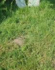 Hand printed lino print 100% organic fair trade fern nature whimsygoth cottagecore forestcore fairycore 10 oz flat base totebag fashion bag
